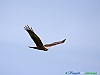 Uccelli accipitriformi 08-Falco di palude.jpg